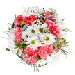 This radiant spring bouquet, styled in the heart of Kentish Town, celebrates the optimism and beauty found in local blooms. At its centre, cheerful white daisies with lime-toned hearts radiate happiness, nestled among a lively cloud of coral-pink carnations. The textured ruffles of the carnations soften the composed arrangement, while delicate sprays of baby's breath sweep through like light breezes over Gospel Oak. Subtle hints of blush alstroemeria and eucalyptus peek from lush greenery, their tones and scent adding layers of interest and freshness. Every strand of foliage, from cool eucalyptus to glossy deep green sprigs, frames the blossoms, giving the design roundness and graceful structure. The expertly balanced palette feels both tranquil and uplifting-a floral echo of Kentish Town's vitality and welcoming spirit. Ideal for marking birthdays, sending congratulations, or just brightening a mantel on Leverton Street, the bouquet's full, airy composition evokes celebration and the joy of thoughtful giving. Its vibrant presence and nuanced textures are a tribute to the passion and skill of local florists, making it a lush, modern expression for delivery anywhere in Kentish Town and beyond.